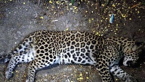 सांगली : अज्ञात वाहनाच्या धडकेत बिबट्या ठार