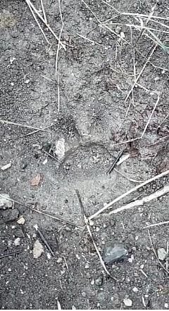 सोनजांब : शेतशिवारात आलेल्या बिबट्याचे ठसे. (छाया : सचिन बस्ते)