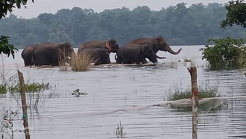 हत्तींचा धुमाकूळ