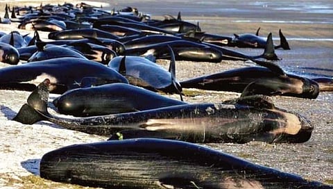 किनारी येऊन गतप्राण झाले 200 व्हेल मासे