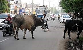 शिरूरमध्ये मोकाट जनावरांचा उच्छाद