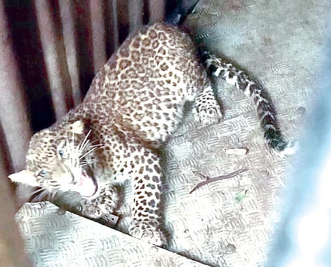 मेंढी : पिंजऱ्यात जेरबंद झालेला बिबट्या.