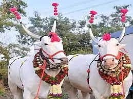 वडगाव मावळ : काळजी घेऊन बैलपोळा सण करा, आमदार शेळके यांचे आवाहन