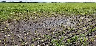 ओतूरला पिकांचे मोठे नुकसान, सोयाबीन, कांदा रोपवाटिकेस फटका