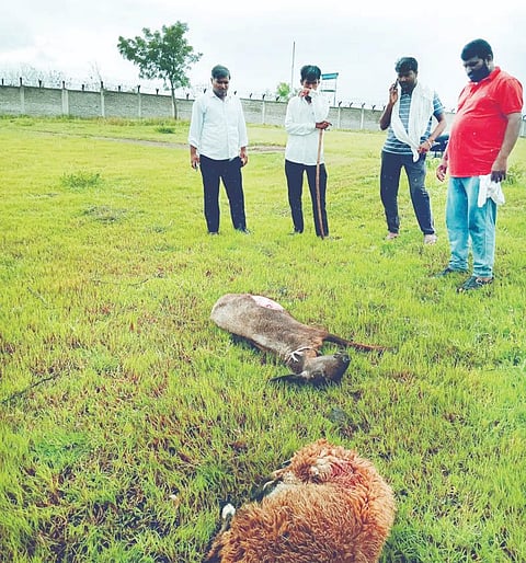गुळवंच : बिबट्याच्या हल्ल्यात ठार झालेल्या मेंढ्या.