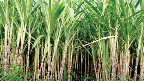 कोल्हापूर : 30 लाख टन साखर निर्यातीची संधी