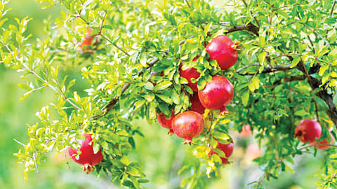 डाळिंबाच्या बागेमध्ये घ्या ‘ही’ आंतरपिके