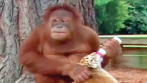 वाघाच्या बछड्याला बाटलीने दूध पाजवणारा ओरांगऊटान