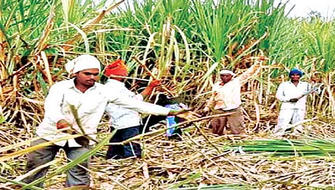 भवानीनगर : ऊसदराचे आंदोलन पेटण्याची शक्यता; शेतकरी संघटनांचा आक्रमक पवित्रा