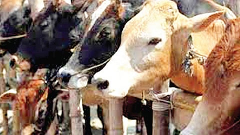 कोल्हापूर जिल्ह्यात लम्पिस्किनचा धोका वाढतोय