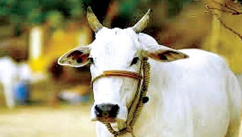 सांगली : वाळवा तालुक्यामध्ये लम्पीचा वाढता प्रादुर्भाव