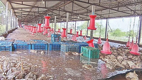 12 हजार कोंबड्यांचा मृत्यू,www.pudhari.news