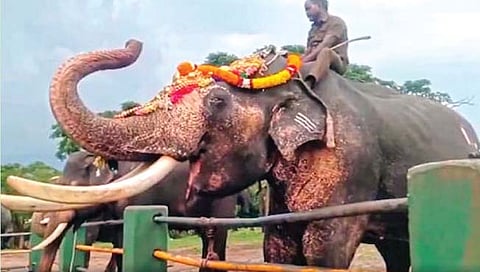 हत्तींची ‘शाही’ निवृत्ती