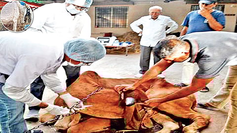 जनावरांना ‘लम्पी’चा संसर्ग होऊ नये म्हणून ‘ही’ खबरदारी घ्या