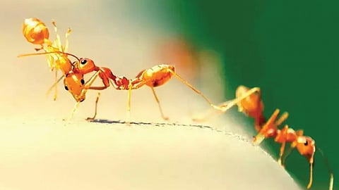 पृथ्वीवर एकूण किती मुंग्या आहेत?