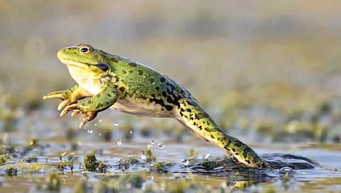 बेडकांची संख्या घटल्याने वाढले मलेरियासारखे आजार