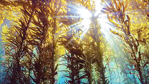 महासागरांमध्ये आहेत अॅमेझॉनपेक्षाही मोठी जंगले!