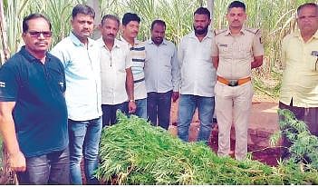 बेळगाव : शेतातून 25 किलो गांजा जप्त