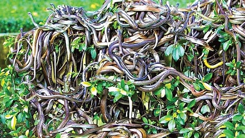 ‘या’ ठिकाणी केली जाते चक्क ‘विशारी सापांची शेती’