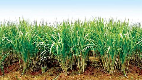 उसावर तांबेरा, मर, केवडा, हुमणी रोगांचा प्रादुर्भाव झालाय तर ‘हे’ करा उपाय