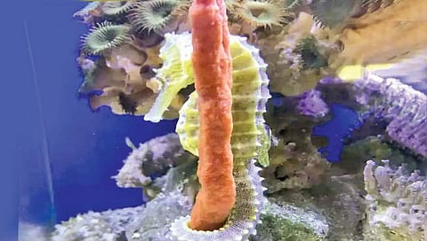 नर समुद्री घोडे देतात पिल्लांना जन्म!