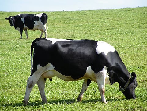 कवठे येमाई येथे दुभत्या गायीचा मृत्यू; सर्पदंशाची महिनाभरातील दुसरी घटना