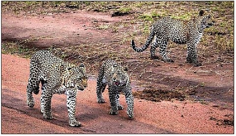 पिंपरखेड : बिबट्यांचे दिवसा समूहाने दर्शन; रानात जनावरे चारणेही बंद