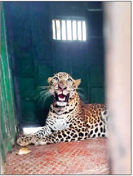 एकलहरे (ता. आंबेगाव) येथील शिंदेवाडी वस्तीवर धुमाकूळ घालणारी बिबट्याची मादी पिंजर्यात जेरबंद झाली.