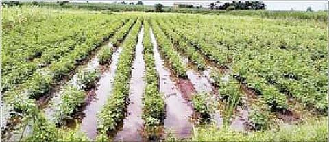 देऊळगाव राजे परिसरात दमदार पावसाने कपाशी, पपई, चारा व ऊस लागवडीचे मोठ्या प्रमाणात नुकसान झाले.