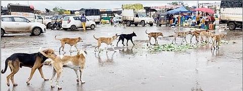 चाकण परिसरात जागोजागी असे भटक्या कुत्र्यांचे कळप पाहावयास मिळत आहेत.(छाया :अविनाश दुधवडे)