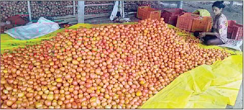 नागापूर येथे टॉमेटोची तोडणी करून प्रतवारी सुरू आहे.