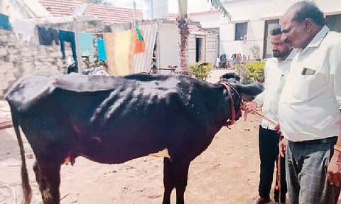 सांगवीत लम्पी स्किनच्या शिरकावाने घबराट; प्रशासनाने तातडीने लसीकरण करण्याची मागणी