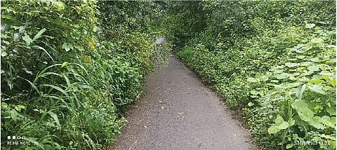 सासवड : जुन्या कोडीत रस्त्यावर झुडपांचा वेढा