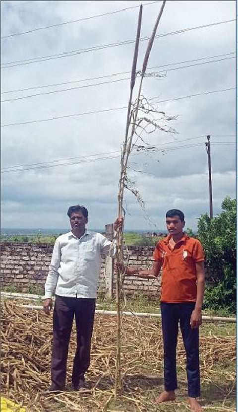 12 ते 15 फूट उंच वाढ झालेल्या बाजरी पिकाची पाहणी करताना.