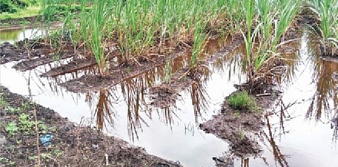 जवळा : संततधार पावसाने कुकडी कालवा परिसरात पिके पाण्यात गेली आहेत.(छाया : सतीश रासकर)