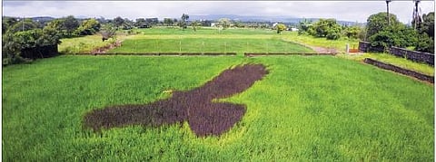 भात शेतीवर साकारला ‘कृष्ण गरूड’; इंगळहळीकर यांचा सलग सातव्या वर्षी उपक्रम