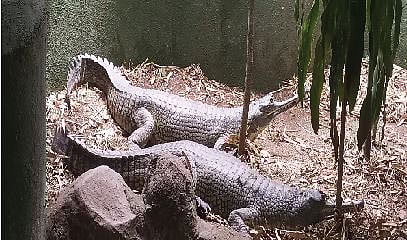 कात्रज बागेत ‘रेप्टाईल पार्क’ची उभारणी