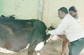 शिरदाळे येथे जनावरांचे लसीकरण पूर्ण