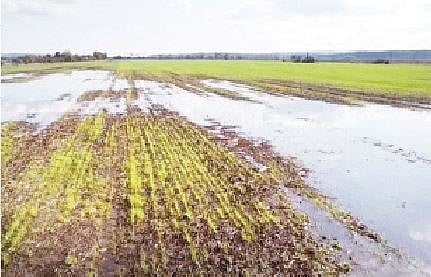 पुरंदरच्या अतिवृष्टी नुकसानीचे सरसकट पंचनामे करण्याची मागणी
