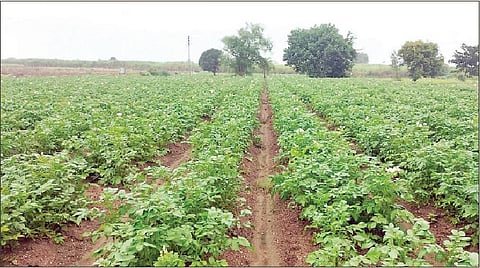आंबेगाव तालुक्यातील नागापूर येथे फुलोऱ्यात आलेले बटाटा पीक. (छाया : किशोर खुडे)