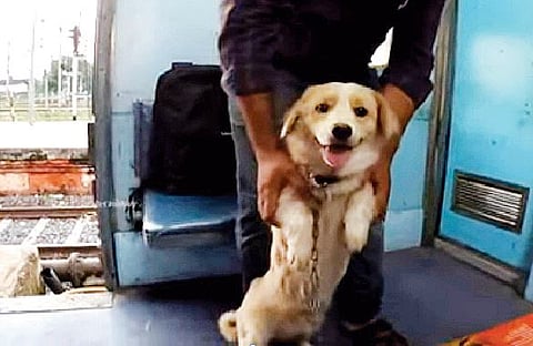 पुणे : रेल्वेतून पाळीव प्राण्यांची वाहतूक सुसाट; वर्षभरात 782 पाळीव प्राण्यांची ने-आण