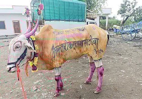 निमसाखर (ता. इंदापूर) येथील शेतकर्याने बैलाच्या अंगावर रंगरंगोटी करून अस्तरीकरणाला पाठिंबा दर्शवला आहे.