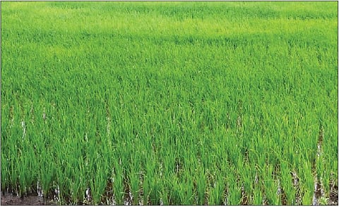 खेड तालुक्यात जोमात आलेले सोयाबीन, भाताचे पीक.