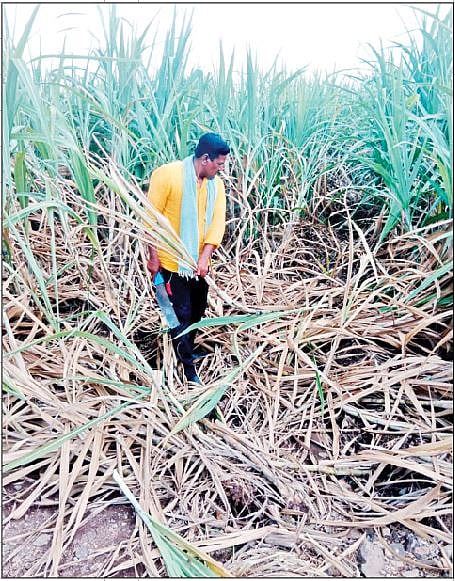माळवाडी (ता. इंदापूर) येथील शेतकरी ज्ञानदेव लवटे यांच्या शेतात हुमनीचा प्रादुर्भाव झाल्याने उसाचा चारा पीक म्हणून वापर केला जात आहे.