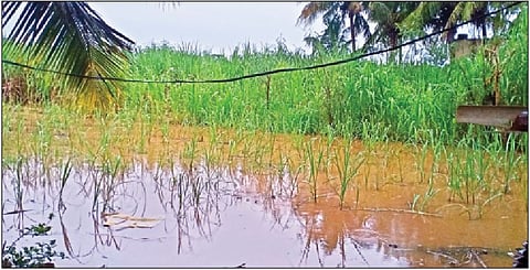 सलग दोन दिवस झालेल्या जोरदार पावसाने राहू बेट परिसरात पिकांमध्ये साचलेले पाणी.