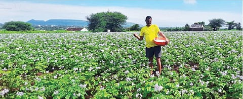 बटाटा पिकावर औषध फवारणी करताना भावडी (ता. आंबेगाव) भागातील शेतकरी.
