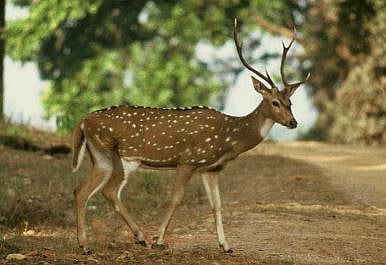 प्राणिसंग्रहालयातून 2 चितळ पळाले; महापालिका कर्मचार्यांकडून पकडण्याचे प्रयत्न सुरू