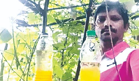 कवडदरा : फळमाशीचा प्रादुर्भाव रोखण्यासाठी तरुण शेतकरी सुनील शेळके यांनी केलेला देशी जुगाड. (छाया : अमोल म्हस्के)