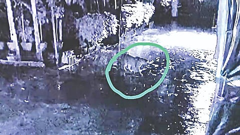 देवळाली कॅम्प : कुत्र्यावर झडप घालताना सीसीटीव्हीत कैद झालेला बिबट्या.