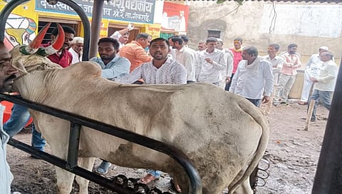 Lumpy Skin Disease : लम्पी या संसर्गजन्य आजारावर प्रतिबंधात्मक लसीकरण गरजेचे; तहसीलदार सचिन खाडे